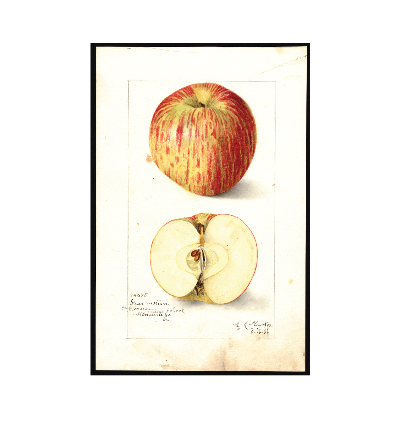 USDA watercolor print of the Gravenstein a historic heritage and